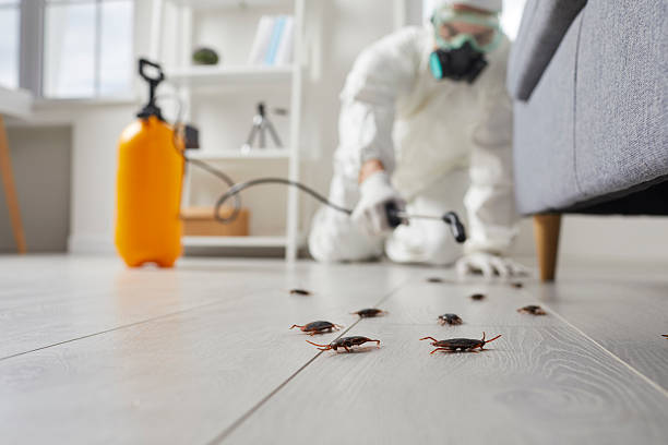Post-Treatment Bed Bug Interceptor Monitoring in Highpoint